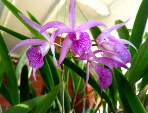 Integrating Orchids into the Garden